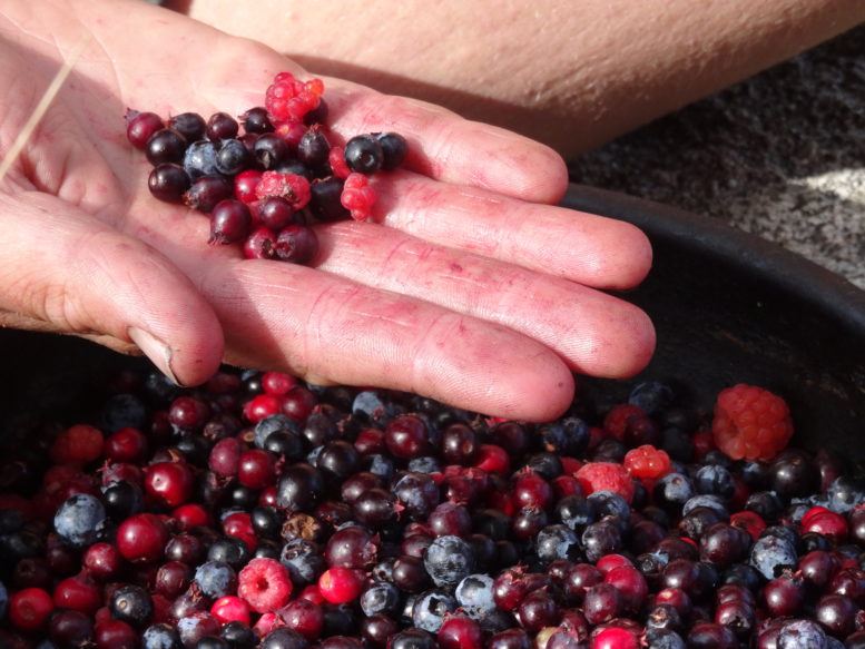 Realities of Gathering Wild Foods for Subsistence Survival Skills Guide