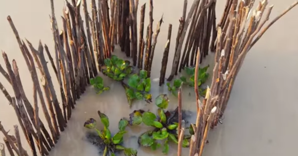 Fish trap with sticks  Survival fishing, Survival, Wilderness survival